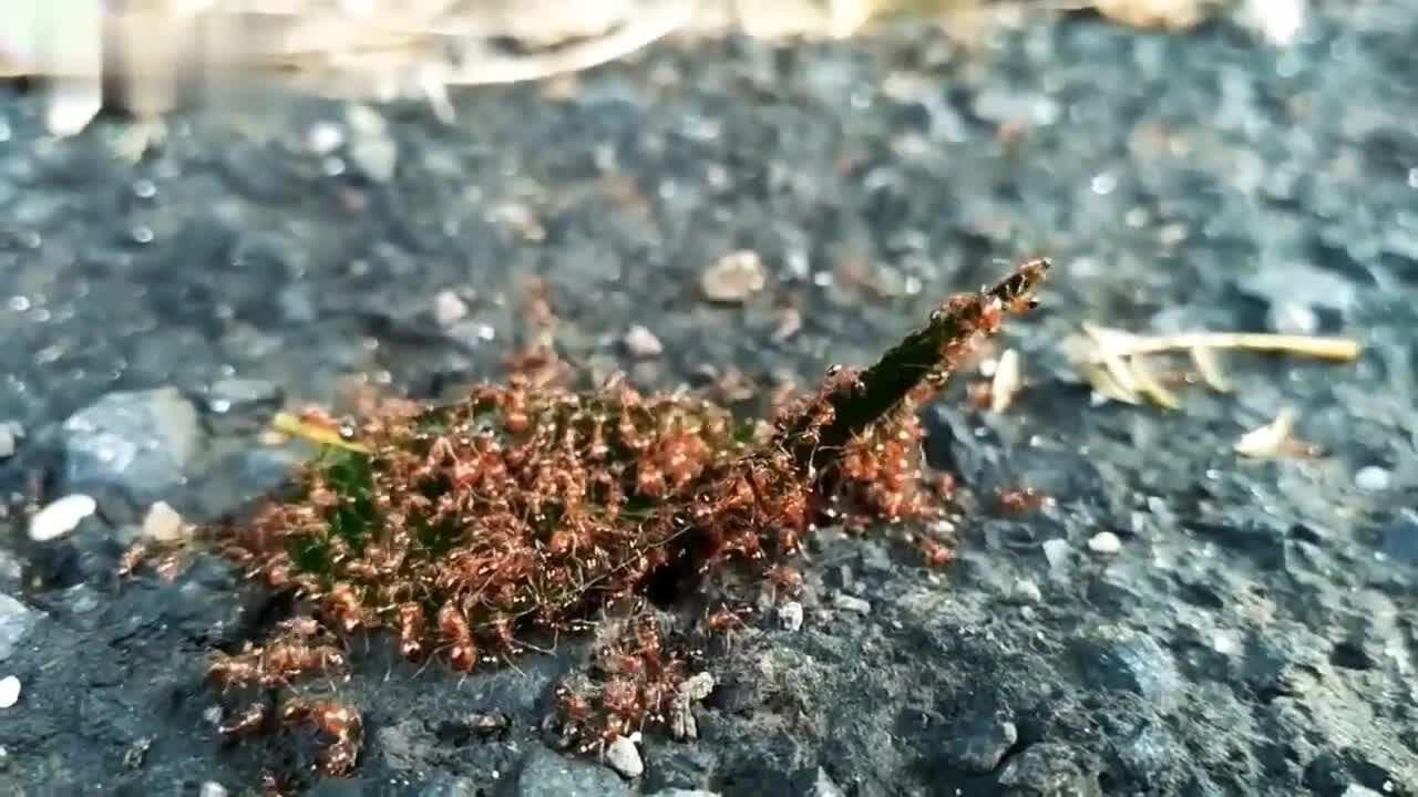 在蚂后突然死亡之后,蚂蚁群怎样选举蚁后的呢?