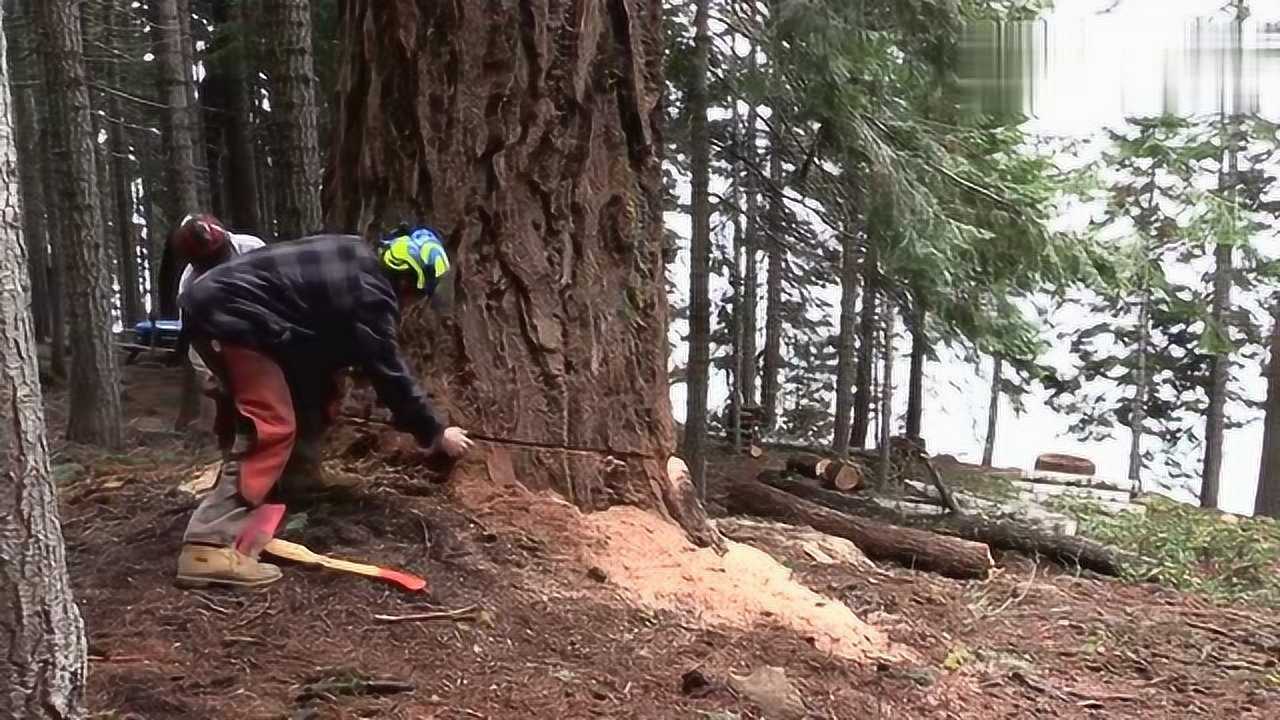 美国伐木工就是厉害,500年的参天大树,几锯子就给放倒了!