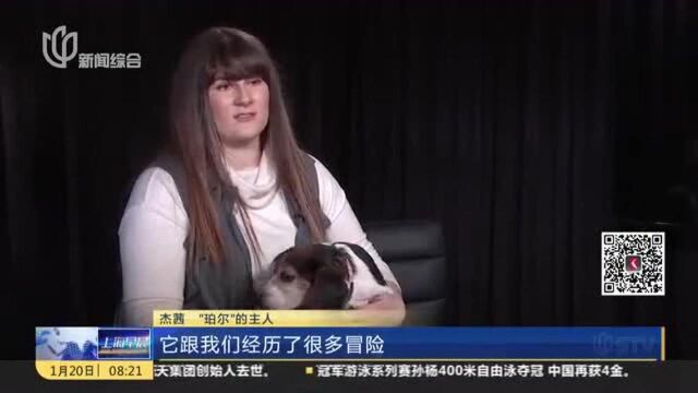 励志宠物犬登上《人物》杂志减肥特刊