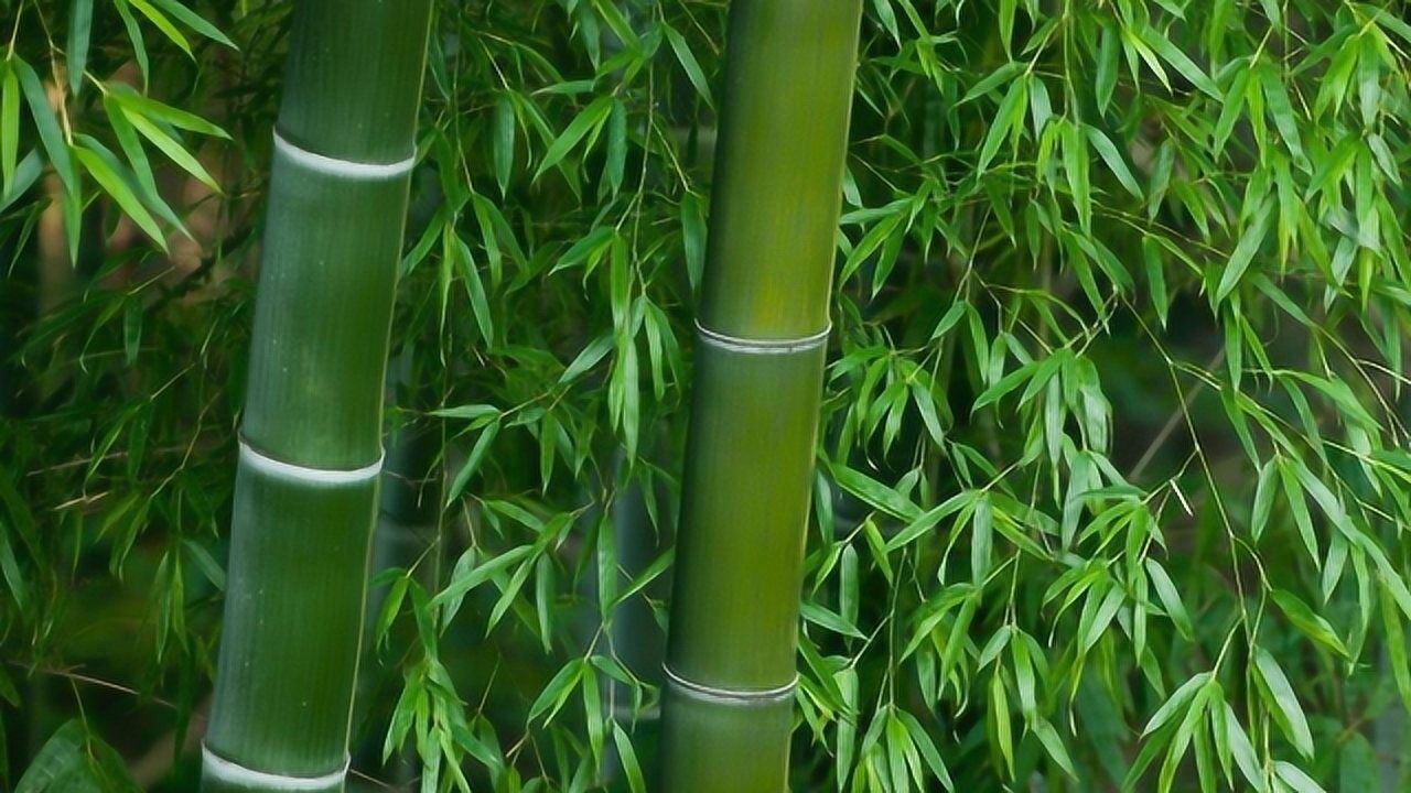 世界上最大的竹子被称竹中之王一节竹子粗如水桶却属于草本植物