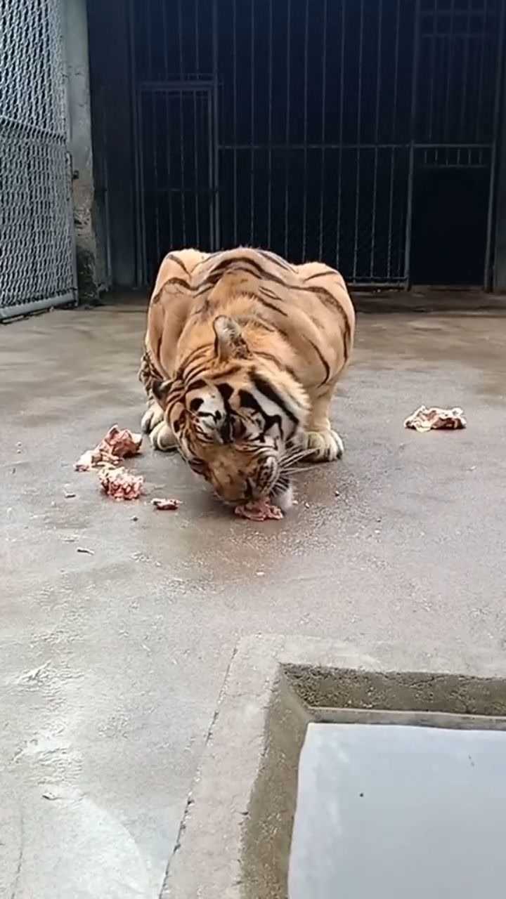 发现更多有趣 老虎吃肉