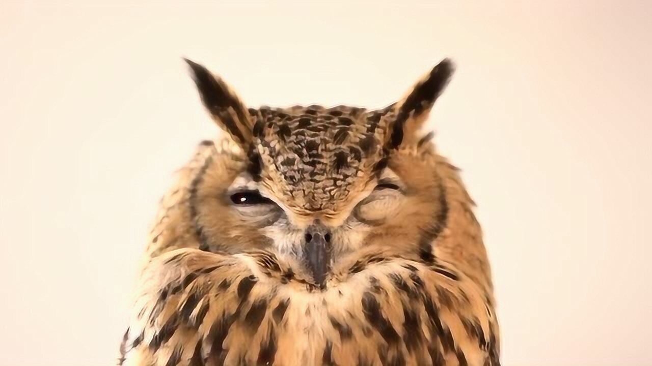 打瞌睡的猫头鹰