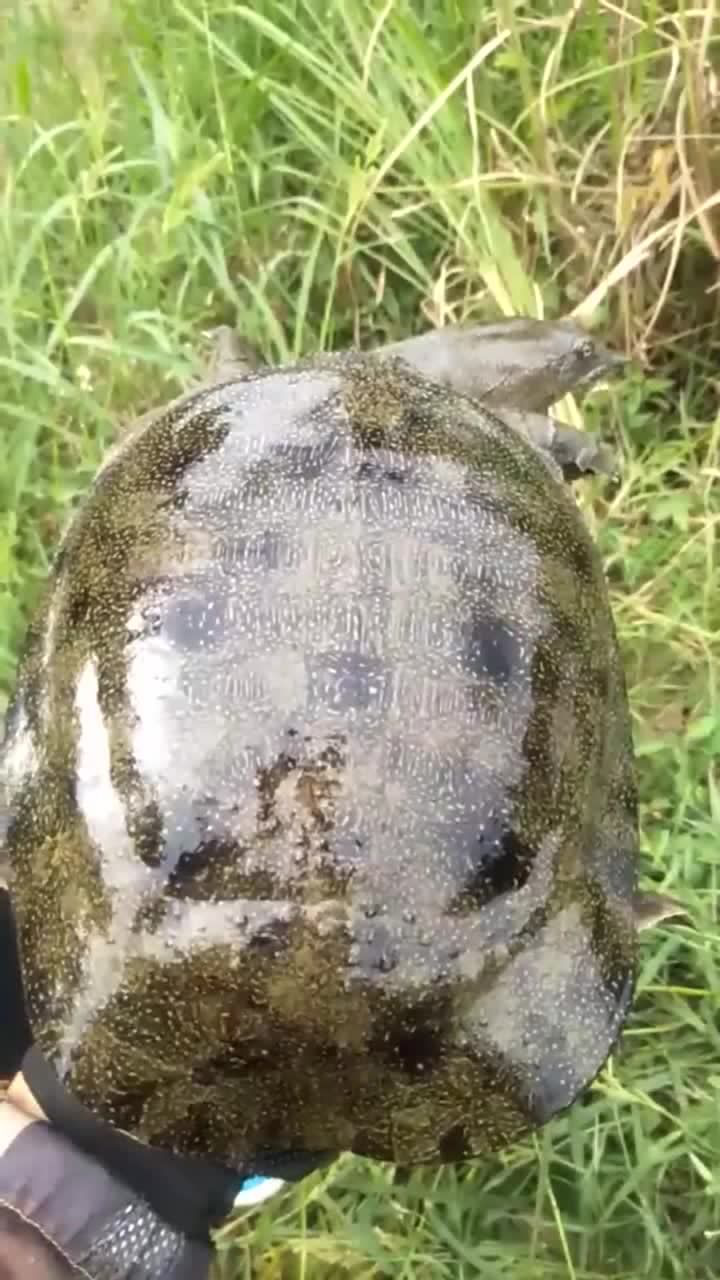 男子在河里钓到大甲鱼背部有许多斑点一看就是野生的