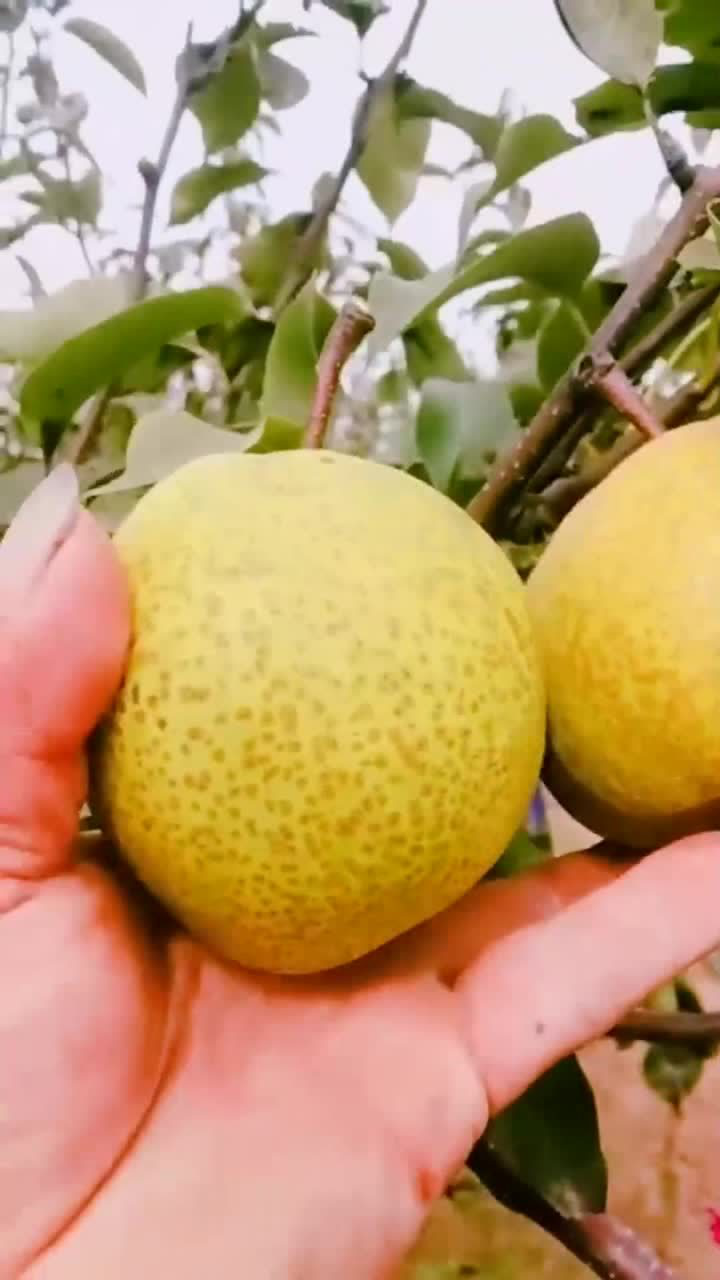 莱阳梨为什么要割花?这就是区别_高清1080P在线观看平台_腾讯视频