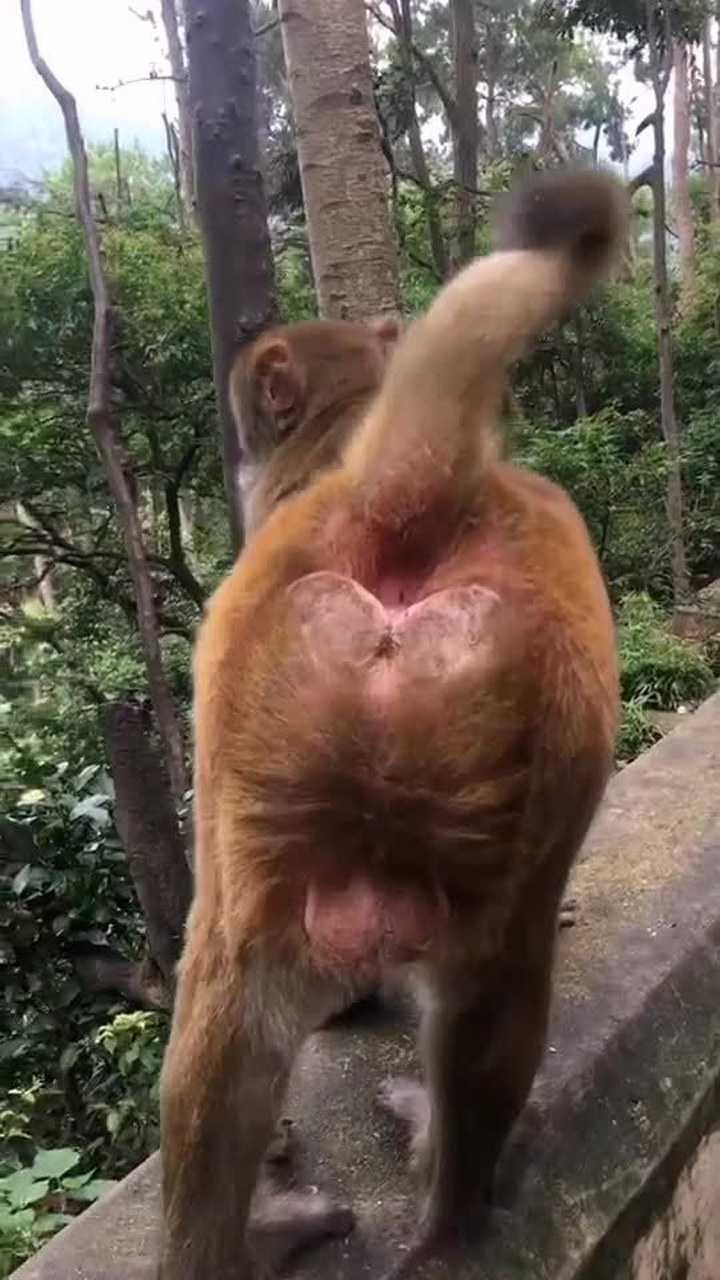 猴屁股确实是这样红色的,为了让你们看清楚,猴屁闻了不少