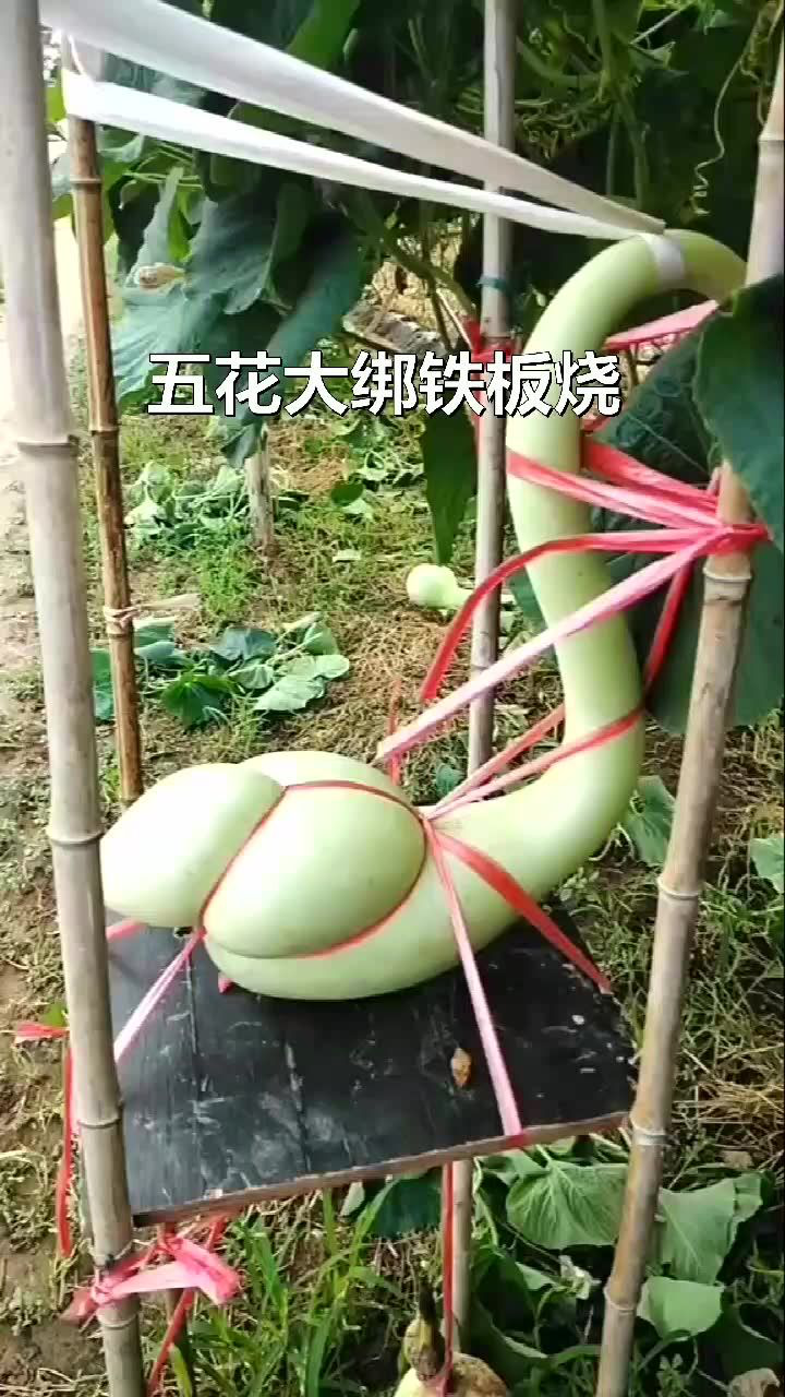 勒扎葫芦之"天鹅",现场极其惨烈!五花大绑铁板烧