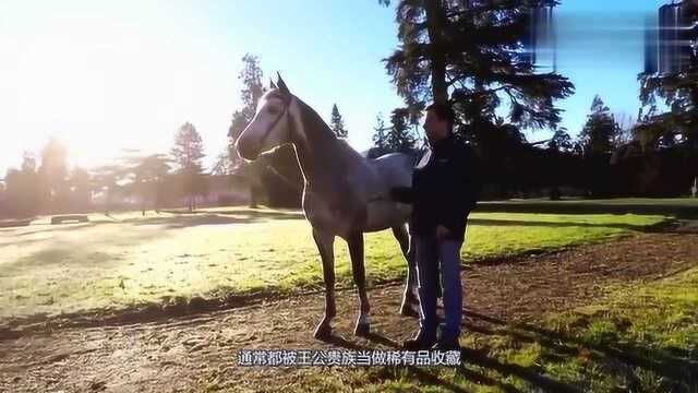 世界上最贵的马,埃及纯血阿拉伯马有市无价,看完大开眼界