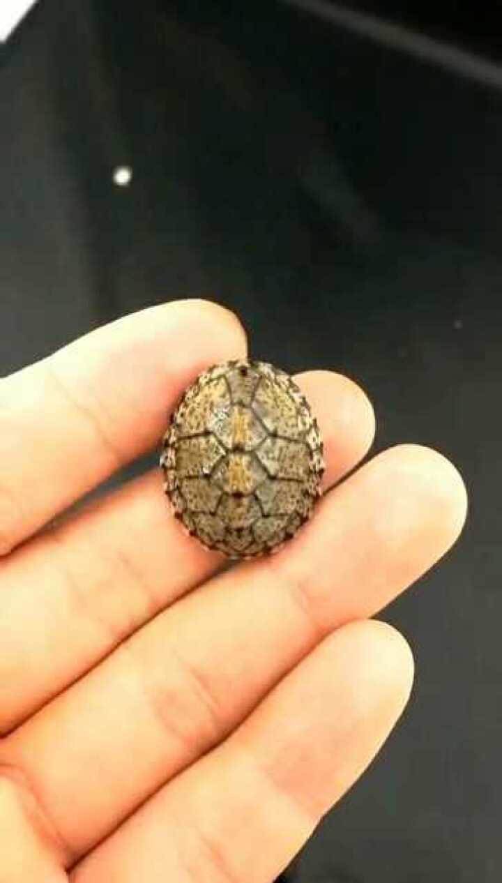 非常小的剃刀龟,特别可爱