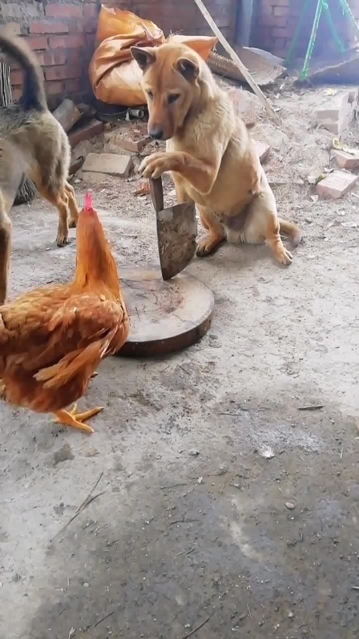 杀鸡儆猴还缺个猴