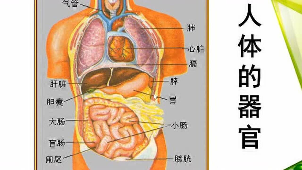 科学微课人体的组成