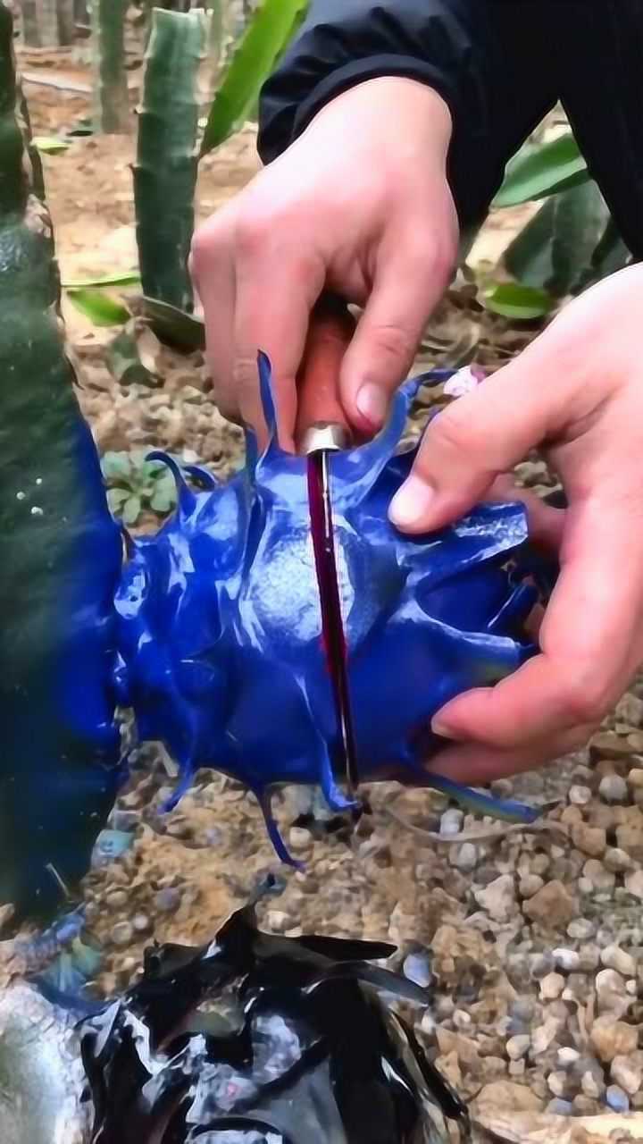 蓝色火龙果你敢吃吗