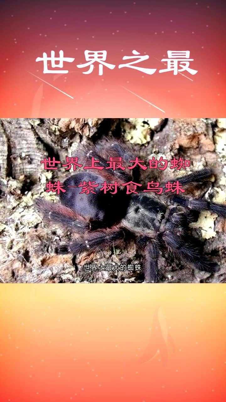 世界上最大的蜘蛛-紫树食鸟蛛
