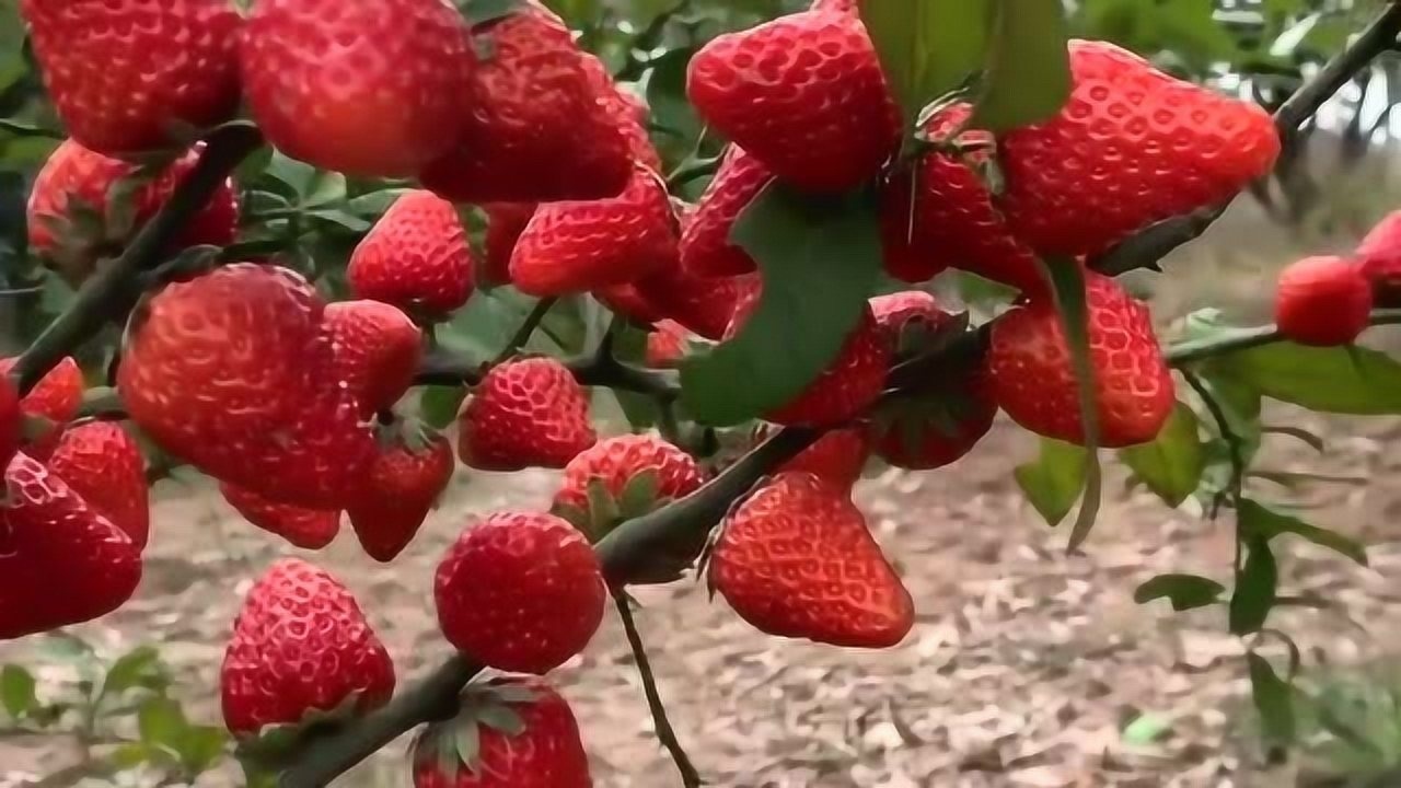 见过地上长草莓的但是在树上长的草莓我还是头一次见太神奇了