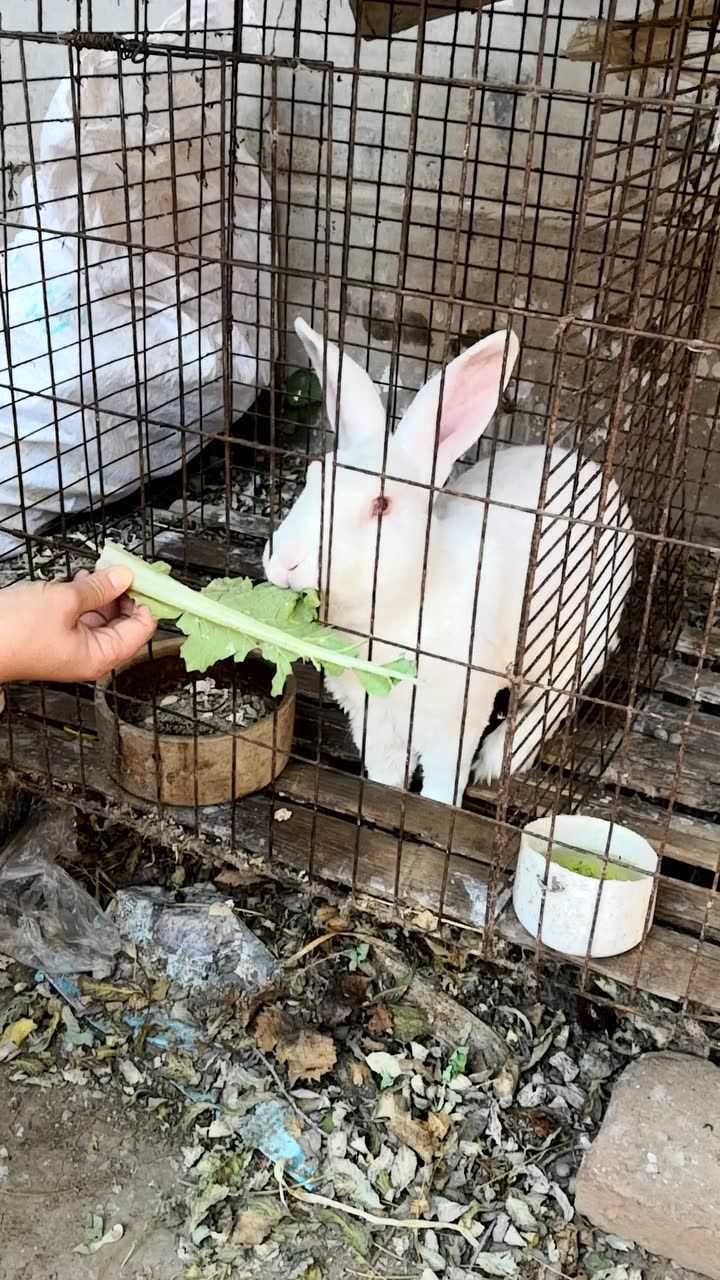 喂小兔子吃菜叶,萌萌的样子