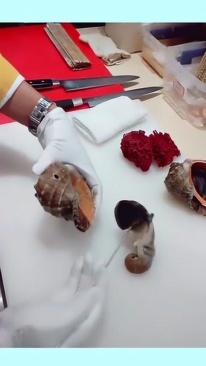 教你活海螺完整取出,去出海螺内脏完整过程.