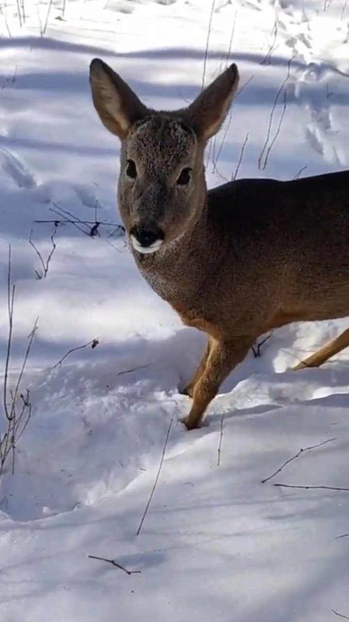 东北四大神兽之一野生傻狍子