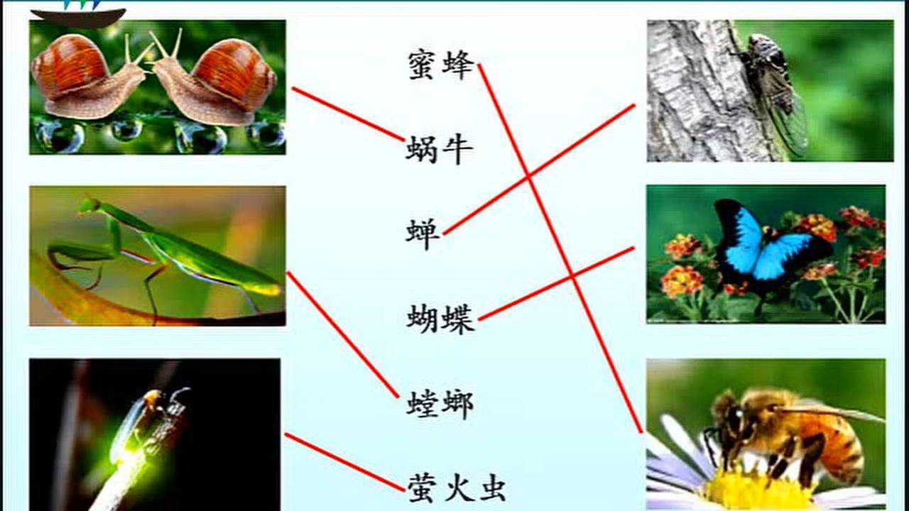 三年級語文_03_昆蟲備忘錄