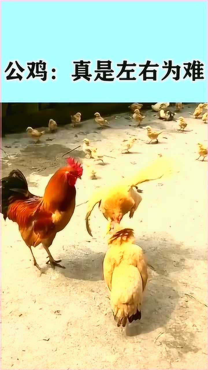 两只母鸡在打架,一旁公鸡的举动让人哭笑不得!