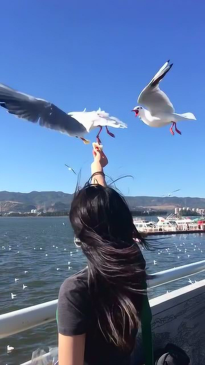 看海鸥的季节到了,美女喂海鸥的姿势好美啊!
