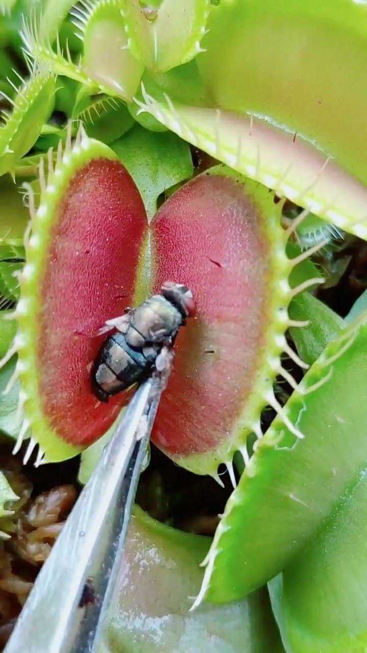 喂食人花