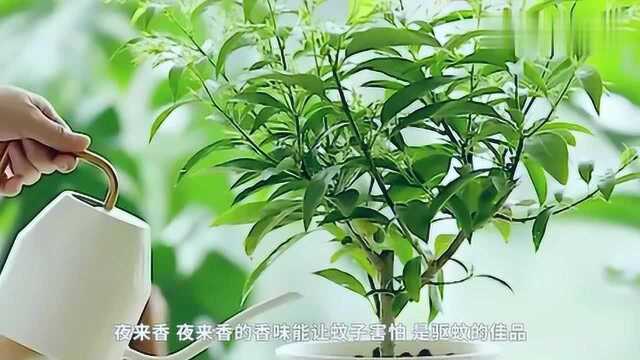 家里放这4种“草”,蚊子见了绕道走都不用点蚊香了