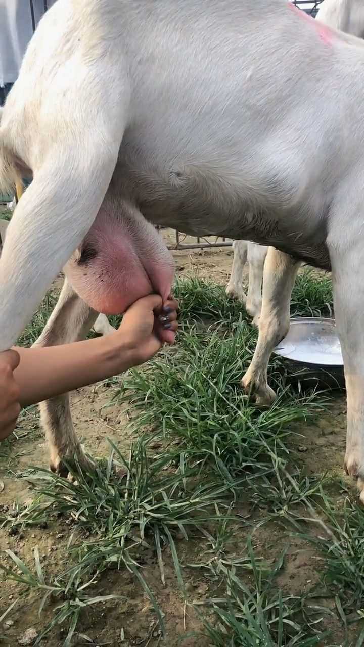 人工专业挤羊奶,有没有喜欢喝羊奶的,要不要来体验一下
