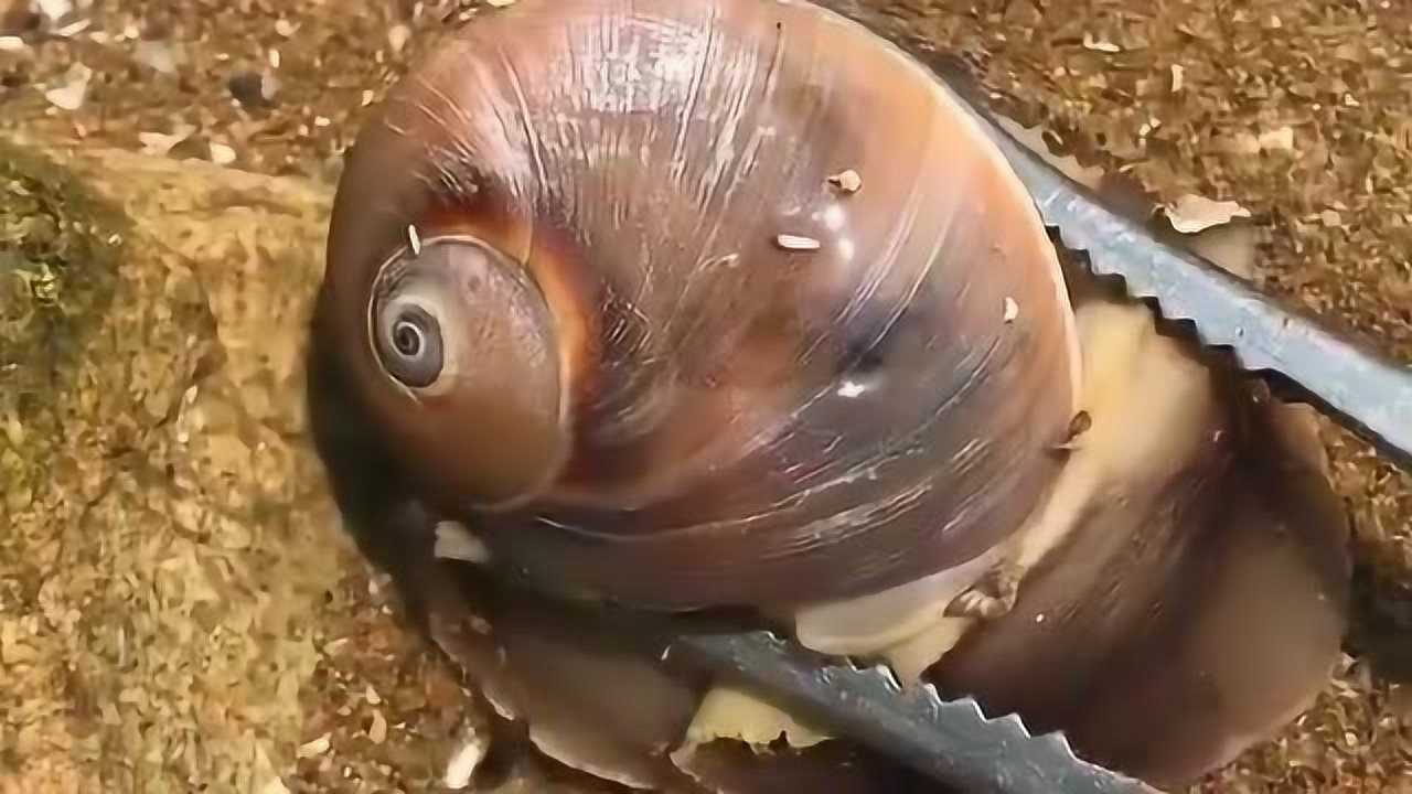 生长在海里大海螺,在大海涨潮时会被冲上海岸,味道吃起来太美了!