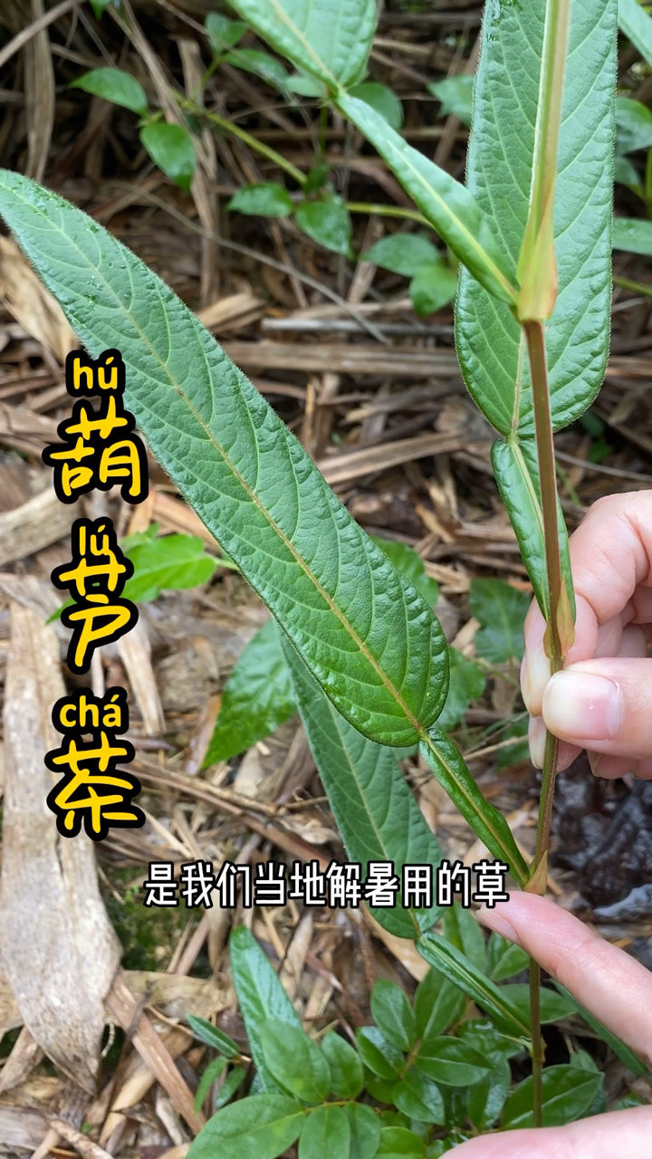 狗舌草功效图片