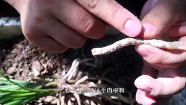 兰花的空根和烂根是怎么形成的?搞清楚根系的特征,新手都能养好