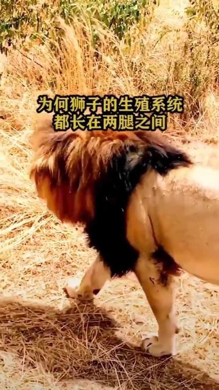 为何狮子的生殖系统,都长在两腿之间?