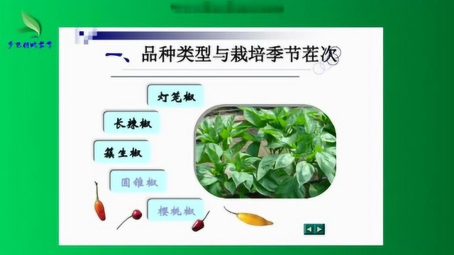 家夜校166 普通露天辣椒栽培技术(一)辣椒基础知识