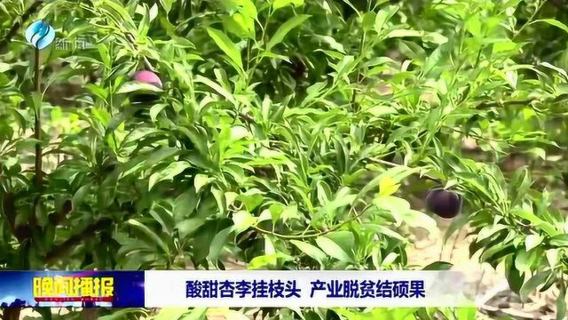 酸甜杏李挂枝头 产业脱贫结硕果