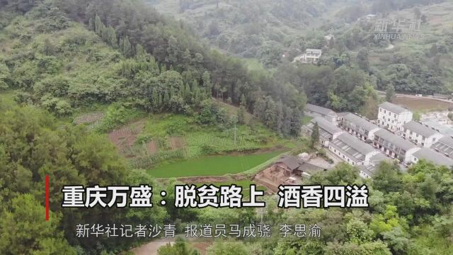 重庆万盛:脱贫路上 酒香四溢