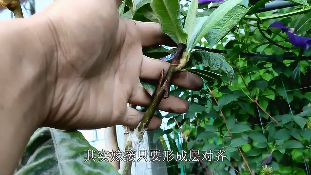 枇杷嫁接作业现在已经进入疯长阶段明年就能吃到枇杷果