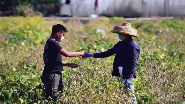 海南三亚:开展代管、代收、寄送等服务,保障南繁科研工作