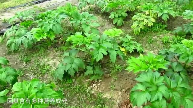 民间称为长寿草的野草,能有效的降低血糖,在我国已经大面积种植