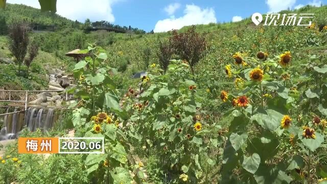 广东梅州:夏日骄阳似火 葵花美丽绽放