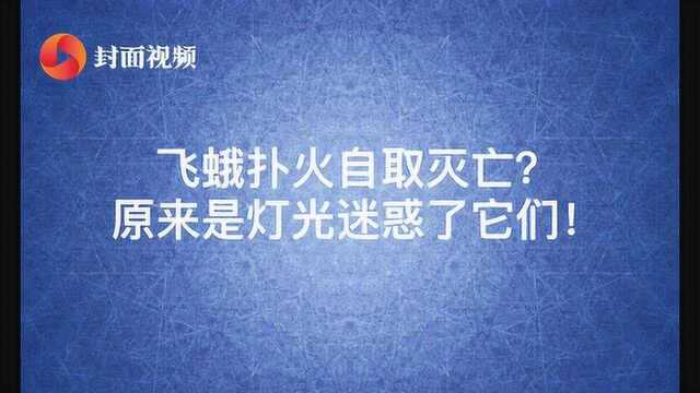 原来如此|飞蛾扑火自取灭亡?原来是灯光迷惑了它们!