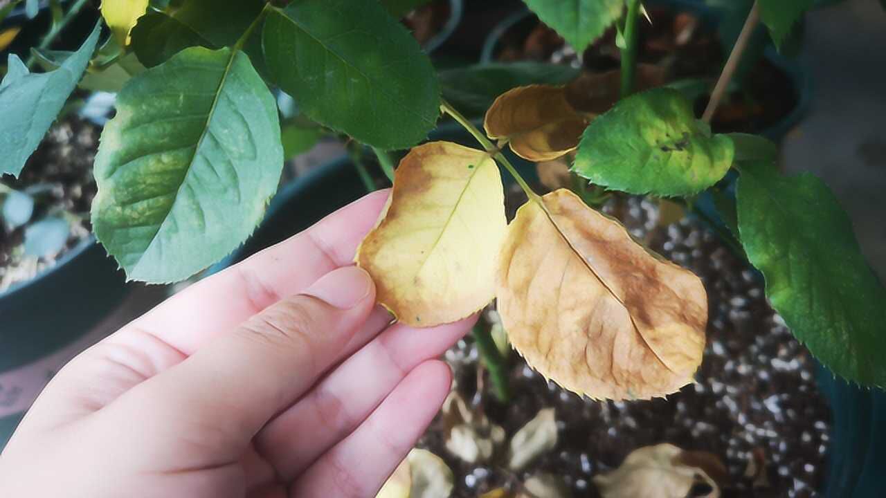 月季叶片萎蔫发黄?"干黄"与"湿黄"的处理方法大不同,别搞错了!