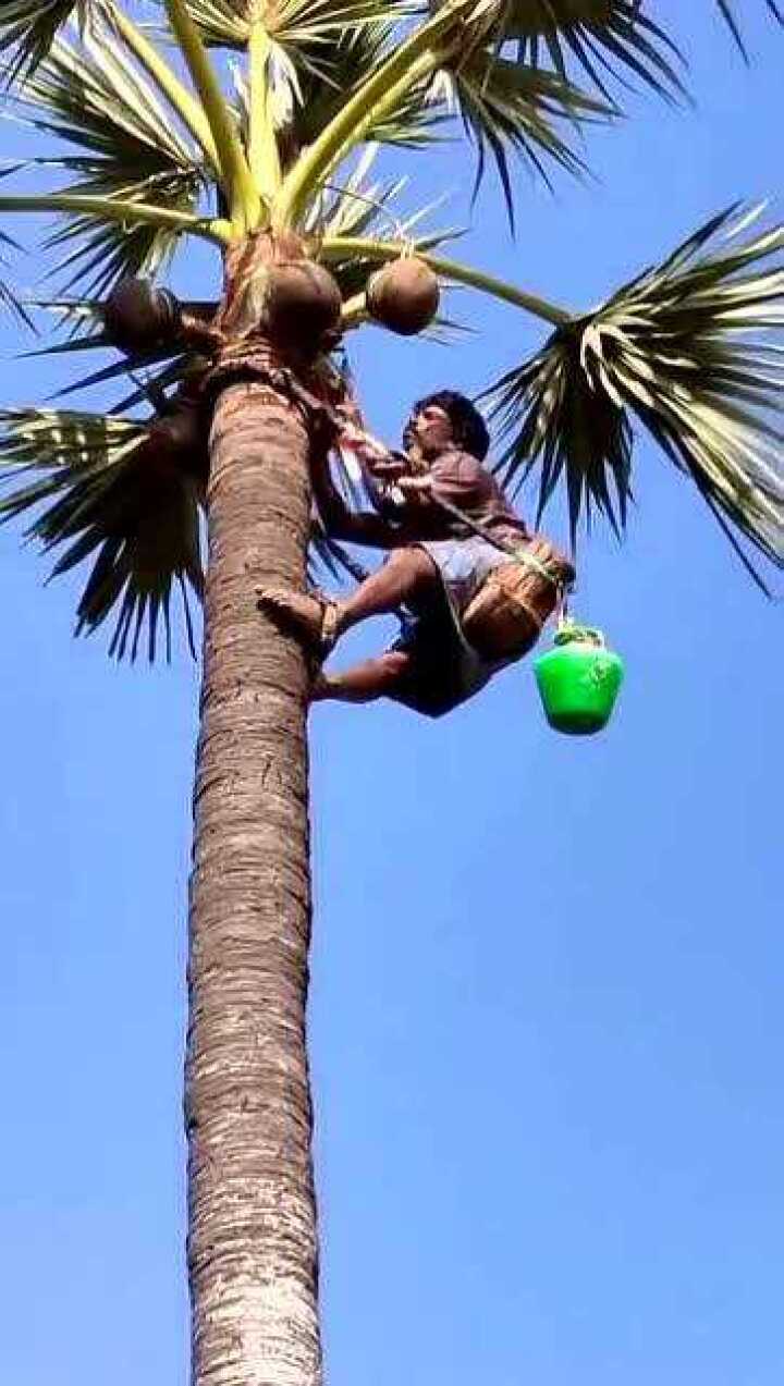小伙爬6米高椰子树就为了修剪怪不得会成为风景