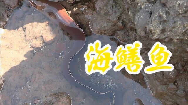 大海退潮,一条海鳝鱼回不去了!