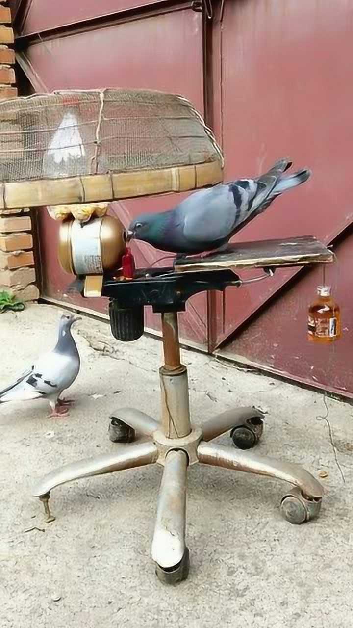 抓鸽子神器,不需要人为监控,全程自动抓鸟!