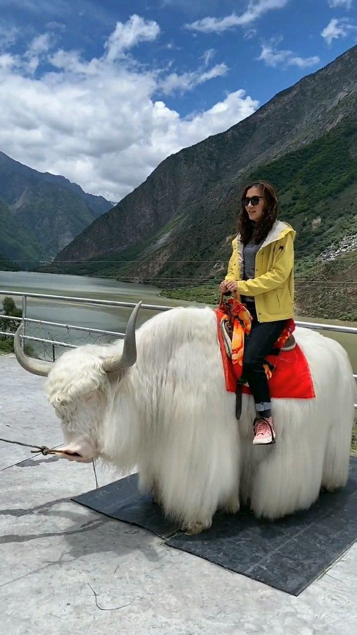 女朋友骑牦牛,我也好想上去骑一下!