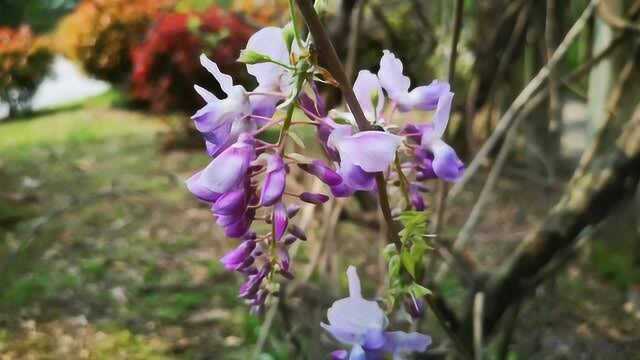 花开的时候,紫藤架下满芬芳