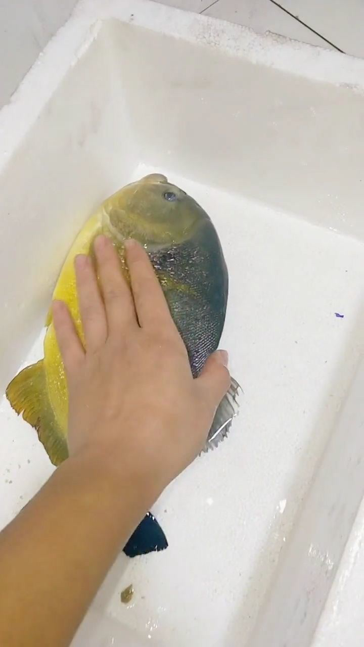 食人鱼的一种,学名:胭脂 成年体型可达到半米多长.