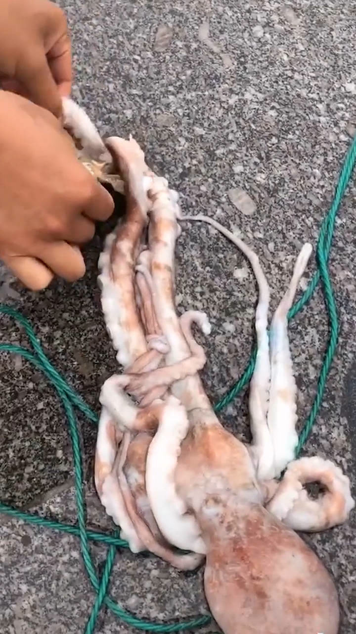抓八爪鱼用这个工具非常好抓