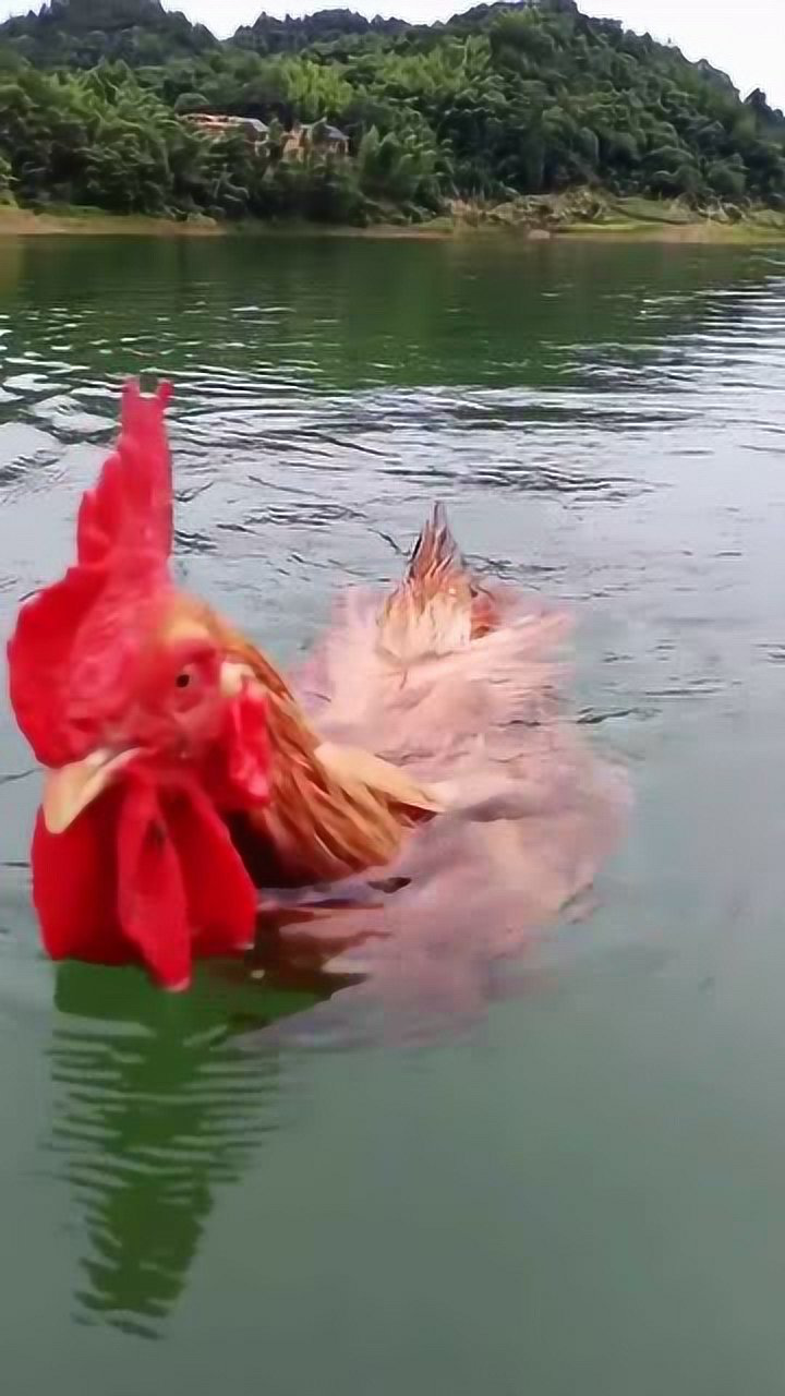 据说狗天生会狗刨,鸭天生也会游泳,那你见过鸡游泳吗?
