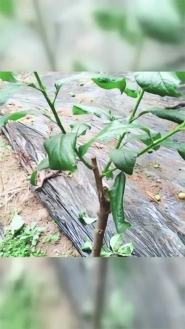 这些你见过吗这是采用劈接法嫁接成活后的李子树这是真的高手