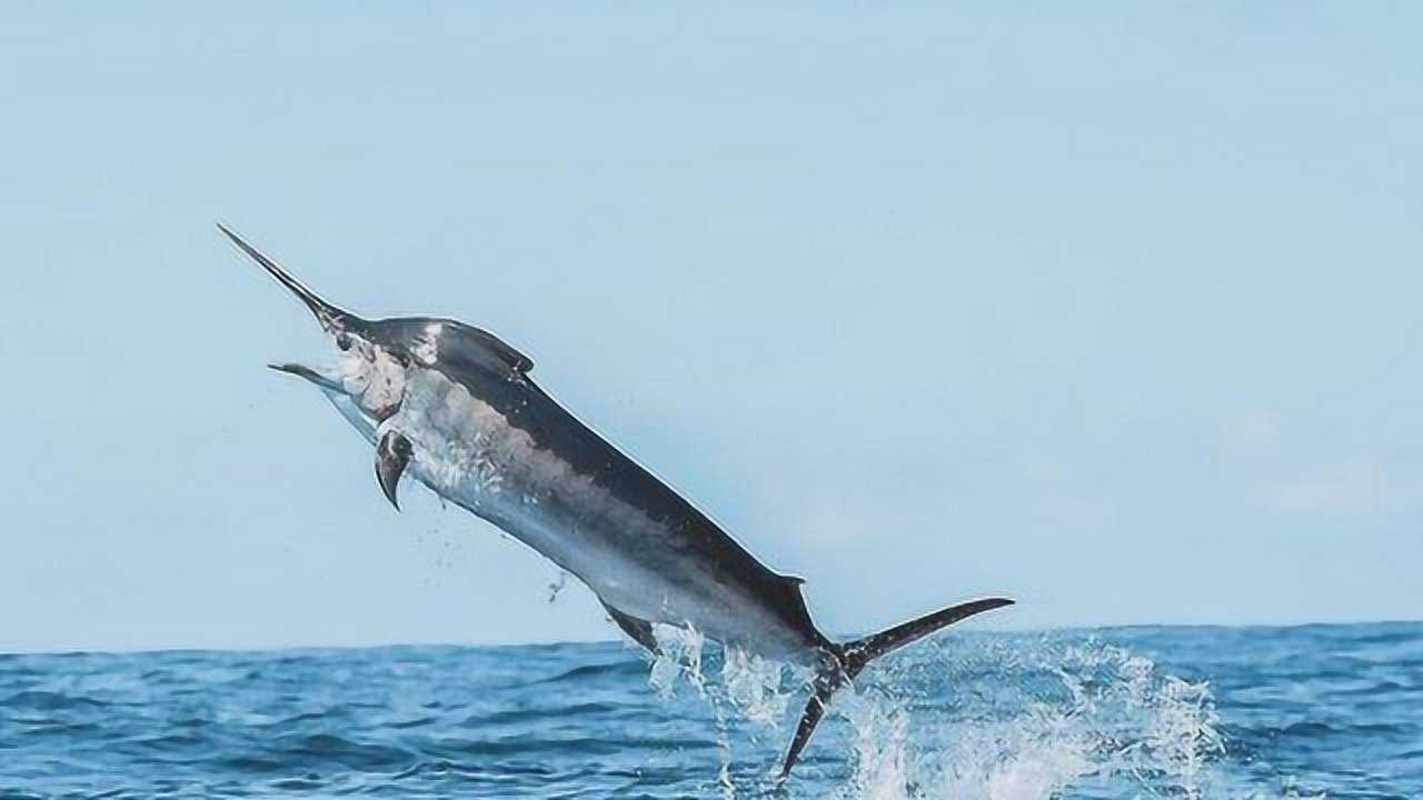 老外钓巨型黑马林鱼,当看到他用的鱼饵时,就知道不简单