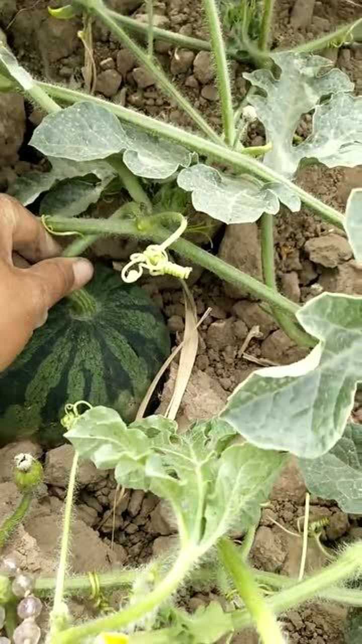 头一次见长在土里的西瓜,把它拔出来,竟然是这个样子的